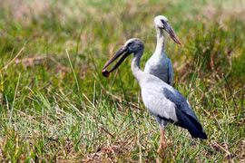 Des bec-ouvert indiens affluent au jardin d'oiseaux de Bac Lieu 