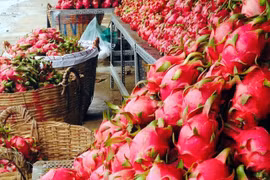  Promotion des exportations vietnamiennes de pitaya vers l’Australie et la Nouvelle-Zélande