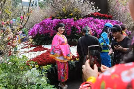 Le 5e Festival des fleurs de cerisier de Hanoï se tiendra en mars prochain