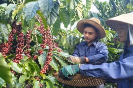 Un projet de production durable de café profite aux agriculteurs de Lam Dong