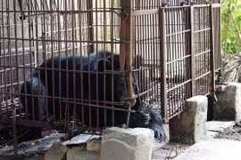 Sauvetage du dernier ours captif à Hai Duong