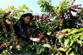 Les exportations nationales de café devraient rebondir en 2021