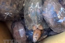 Quang Nam : une détentrice illégale d’animaux sauvages condamnée à cinq ans de prison