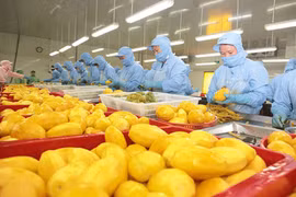 Filière des fruits et légumes: baisse des exportations, hausse des importations