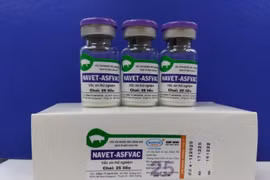 Deux autres vaccins contre la peste porcine africaine seront administrés d’ici la fin de 2022