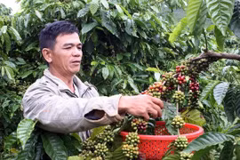 Le Vietnam cherche à élever la valeur ajoutée du café