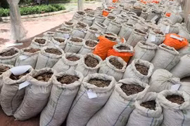 Singapour saisit près de 13 tonnes d'écailles de pangolin