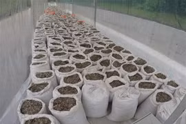 Singapour saisit une grande quantité d'écailles de pangolin