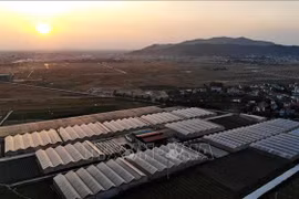 Ferme de légumes bio de la coopérative Yen Dung dans la province de Bac Giang. Photo: VNA