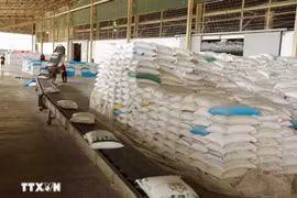 L'Afrique est un marché très prometteur pour le riz vietnamien. Photo: VNA
