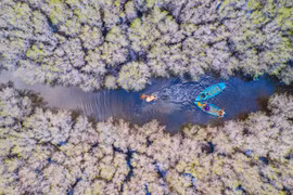 Efforts pour restaurer et préserver la « ceinture verte » des mangroves 