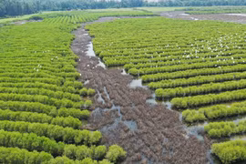 Un élan dans le Centre-Sud pour restaurer les forêts de mangrove