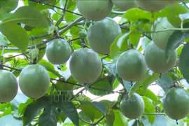 Des fruits de la passion du Vietnam. Photo : VNA
