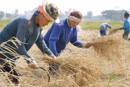 Thaïlande: le système de garantie des prix du riz sera mis en œuvre en octobre