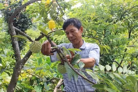 Vinh Phuc : cultiver les pommes-cannelle pour sortir de la pauvreté