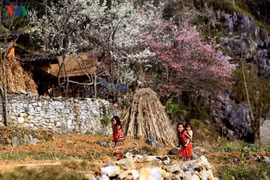Festival des fleurs de pêcher sur le plateau karstique de Dong Van