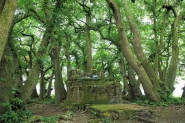 "Patrimoine végétal" en terre sainte à Phu Tho