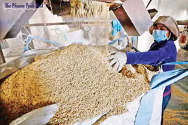 Le Cambodge voit ses exportations de riz diminuer ces 11 derniers mois