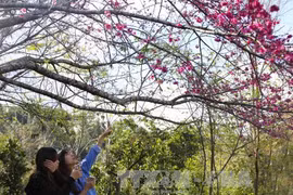 Bientôt l’événement "Fleurs de cerisier - Pa Khoang - Dien Bien 2019"