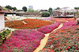 Le parc floral de Hô Tây, une destination prisée à Hanoï
