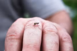 Plus de 650 cas de dengue signalés à Singapour la semaine dernière