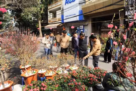 Têt 2019 : Des espaces du Têt dans le Vieux quartier de Hanoï