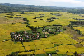 Venez à Phu Yen pendant la saison du riz mûr 