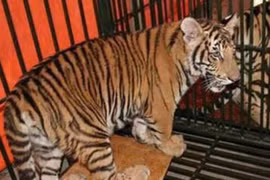 Pour protéger les tigres sauvages au Vietnam