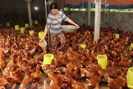 Hanoï répond à la demande en termes de viande de volaille 