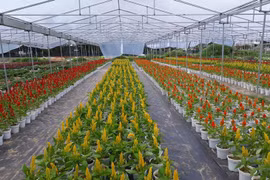 À la découverte des villages horticoles à l’approche du Têt