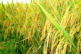 Il est nécessaire de développer les chaînes de valeur de riz