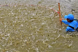 Élevage de crevettes dans la province de Cà Mau. Phôt : VNA