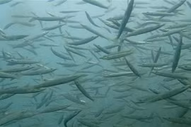 Récifs artificiels : à la reconquête de la biodiversité marine dans la province de Ca Mau