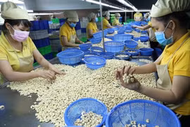 Exportations du riz, du café et des noix de cajou en hausse