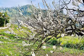 Le floraison précoce des pruniers sur le plateau de Môc Châu épate les visiteurs