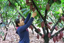 Ba Ria – Vung Tau: développer la culture bio du cacaoyer