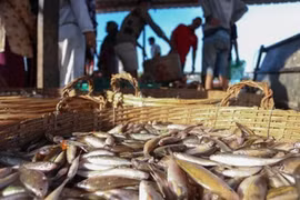 Les exportations de produits aquatiques du Cambodge reculent de plus de 84%