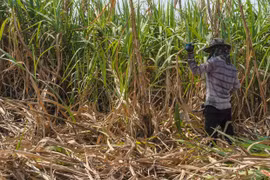 Les exportations de sucre de la Thaïlande vers la Chine en hausse grâce à l’ACFTA