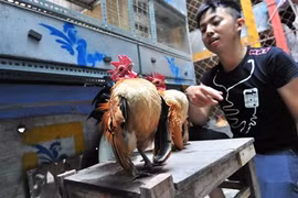 L'élevage de la plus petite race de poules domestiques rapporte gros