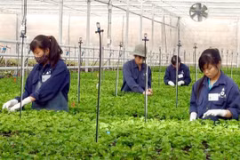 L’agriculture high-tech prend son envol au Vietnam