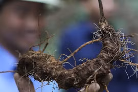 Le ginseng vietnamien très prisé et menacé d'extinction