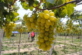 La province de Ninh Thuân creuse le sillon de l'agriculture bio