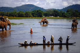 Les experts prennent la défense de l’éléphant au Vietnam