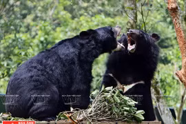 Plan bien léché pour les ours dans la zone tampon à Tam Dao