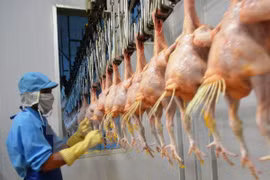Premier lot de poulet vietnamien exporté vers le Japon en septembre