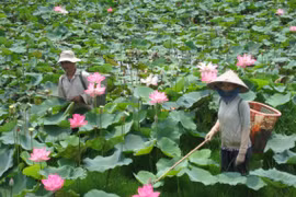 Ouverture de la Fête des fleurs de lotus à Dông Thap