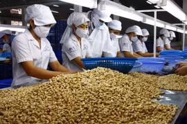 La noix de cajou vietnamienne appréciée sur le marché américain