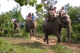 L’éco-bénévolat au secours des animaux sauvages à Dak Lak
