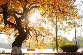 La diversité des arbres de Hanoï