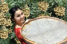 Hung Yên, pays des longanes